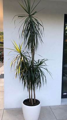 Pot